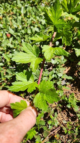 iNaturalist observation photo of currants and gooseberries