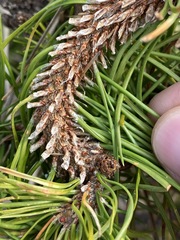 Pinus contorta contorta