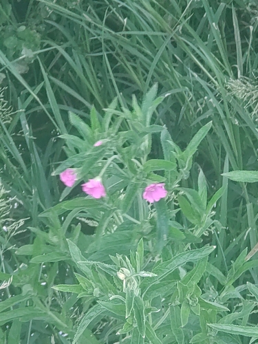 Great Willowherb