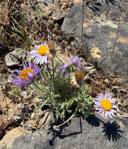 Erigeron poliospermus, photograph 1