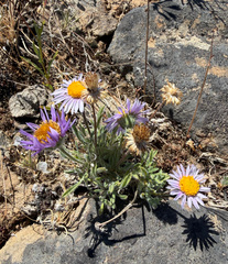 Erigeron poliospermus, photograph (c) James H. Thomas, some rights reserved (CC BY)
