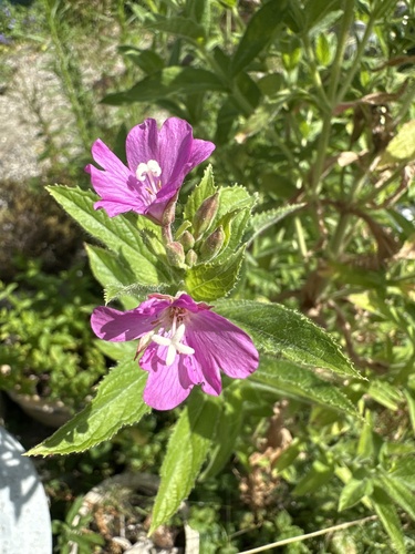 Great Willowherb
