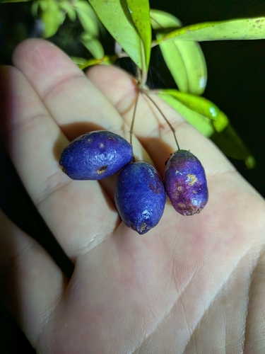 Syzygium oleosum, photograph 3