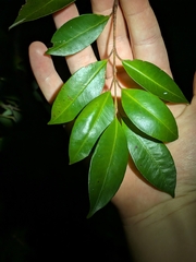 Syzygium oleosum, photograph (c) Matt B, some rights reserved (CC BY)