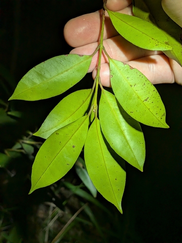 Syzygium oleosum, photograph 5