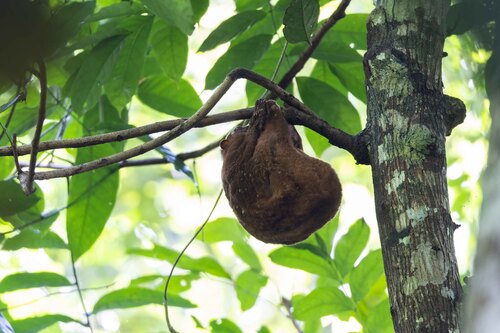 Cynocephalus volans observed 2026-07-03
