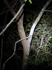 Syzygium oleosum, photograph (c) Matt B, some rights reserved (CC BY)