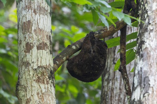 Cynocephalus volans observed 2026-07-03