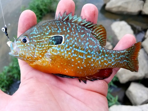 Gulf Longear Sunfish