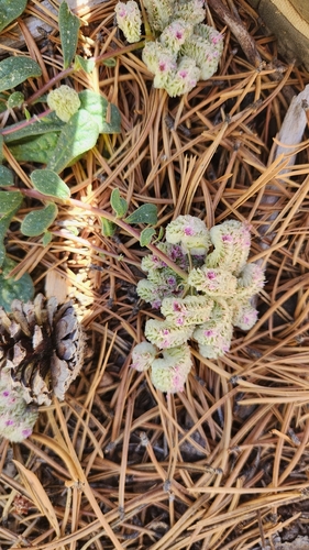 iNaturalist observation photo of pussypaws