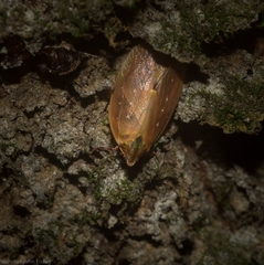 Anabunda murrayfletcheri