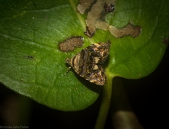 Choreutis metallica