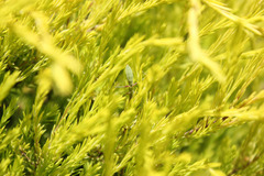 Pseudomantis albofimbriata