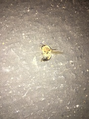 Apis mellifera