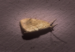 Crocidolomia suffusalis