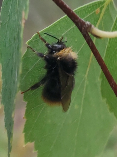 Early Bumble Bee