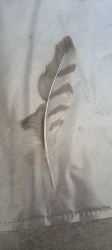 Plume de Épervier d'Europe