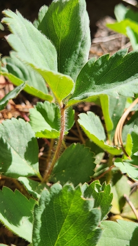 iNaturalist observation photo of Virginia strawberry