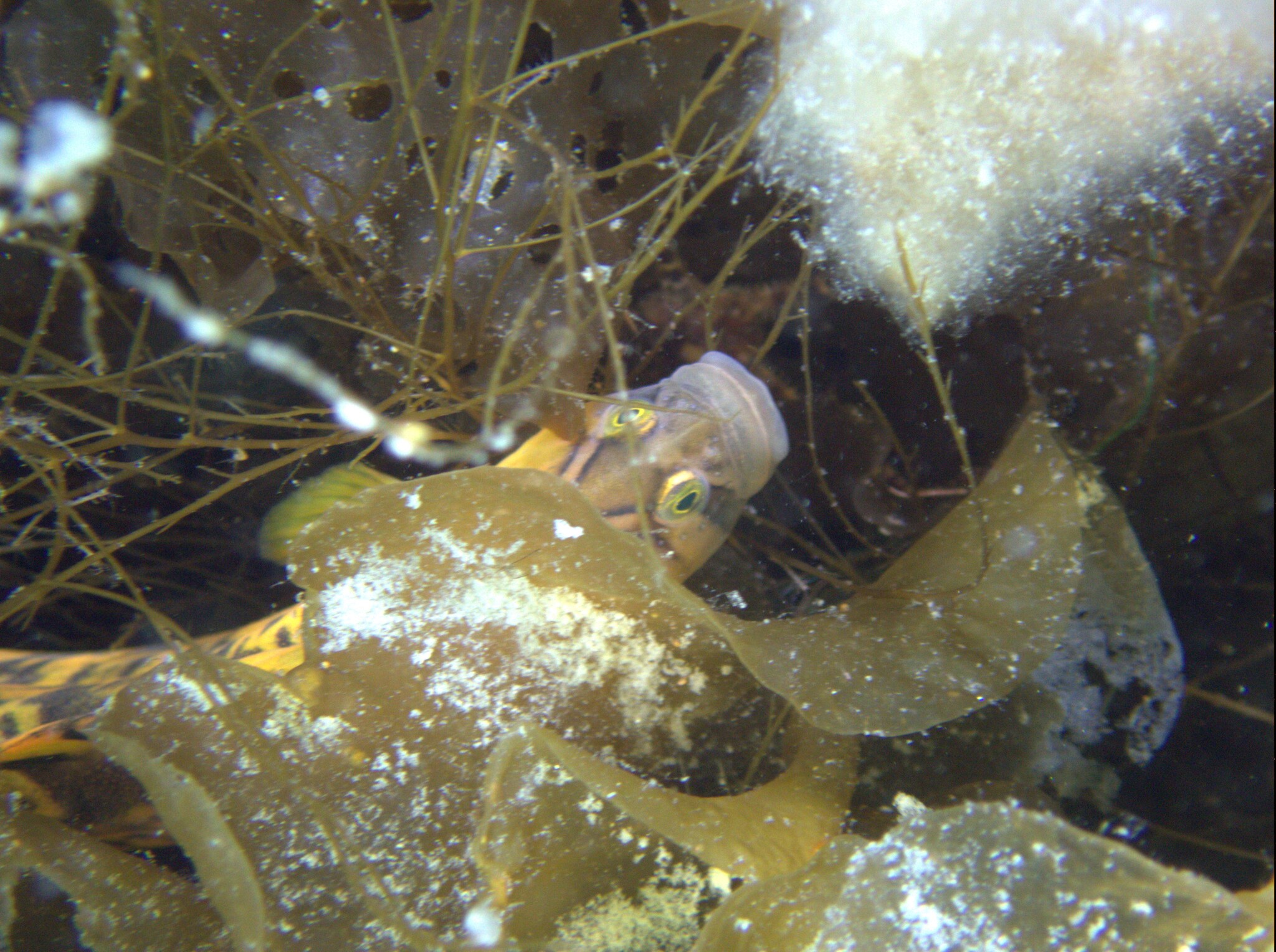 Banded Gunnel