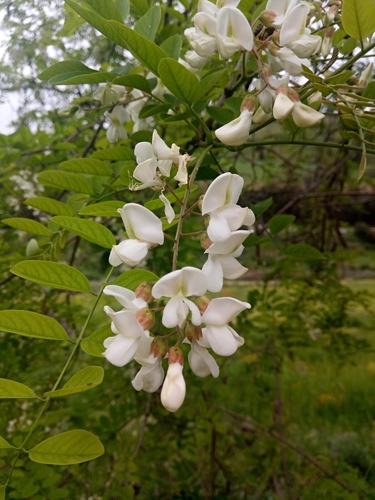 Robinia pseudoacacia image