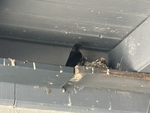Barn Swallow