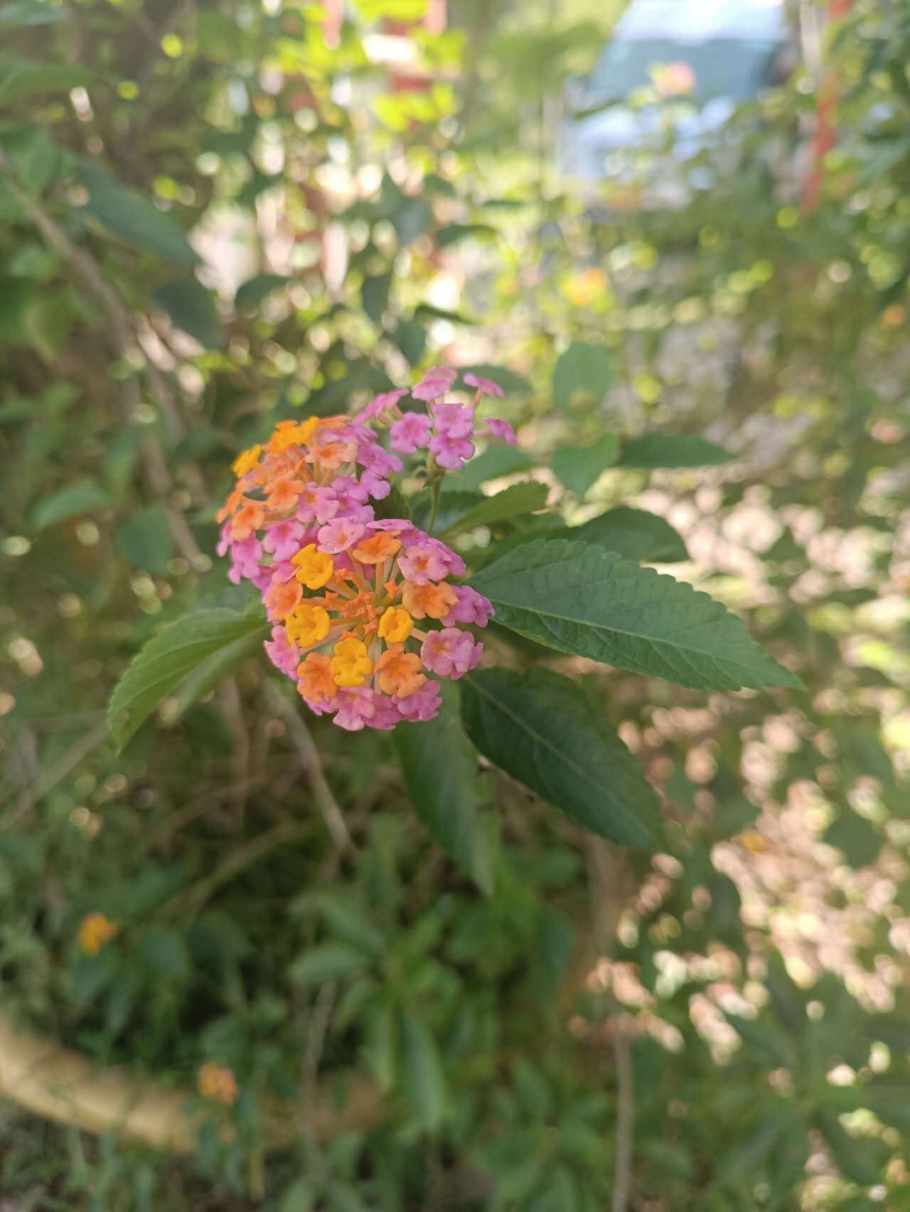 Lantana strigocamara (Lantana strigocamara)