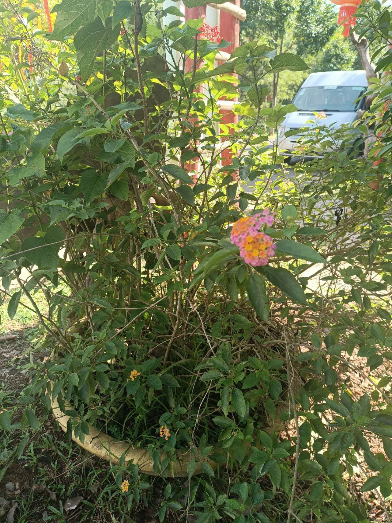 Lantana strigocamara — ảnh 2