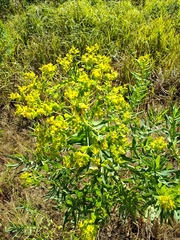 Euphorbia lucida