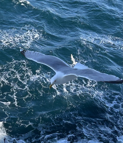 Common Gull
