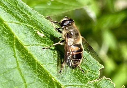 Common Drone Fly