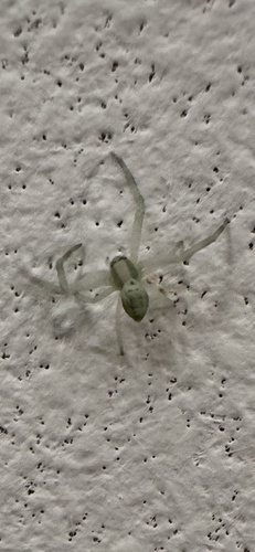 Goldenrod Crab Spider