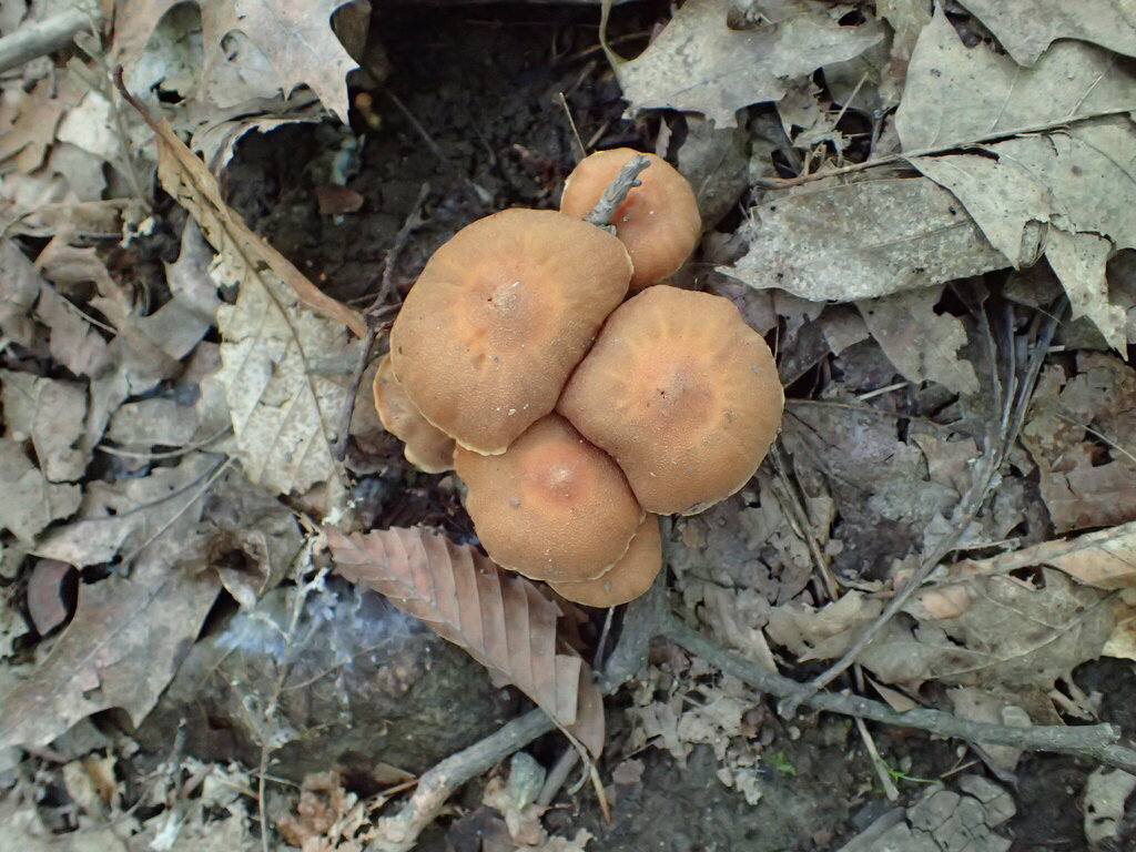 Cortinarius distans · July 2026 · photo: Photo: no rights reserved · iNaturalist