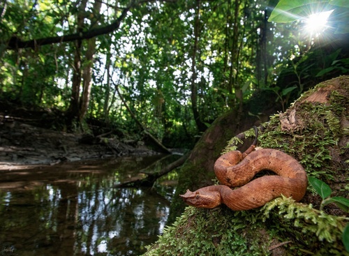 Photo of a Brongersma's Pit Viper (Craspedocephalus brongersmai)