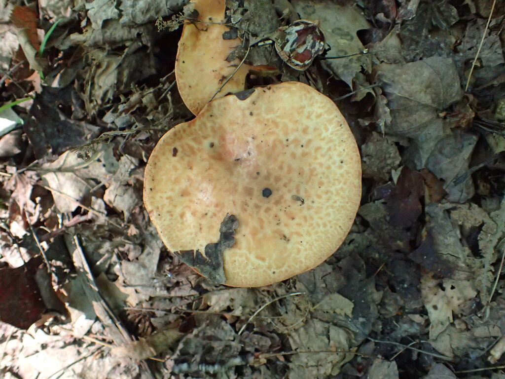 Butterball · July 2026 · photo: Photo: no rights reserved · iNaturalist