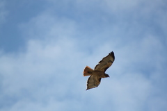 Buteo jamaicensis
