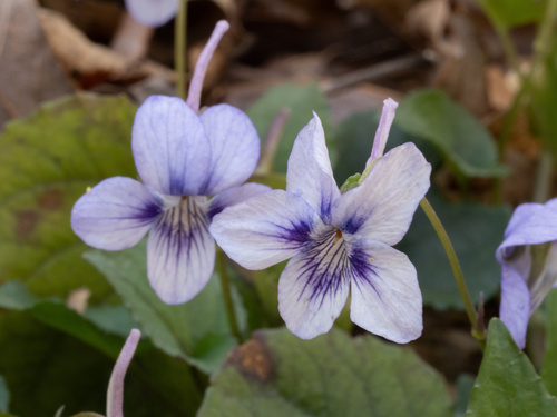 Viola rostrata, photograph 5