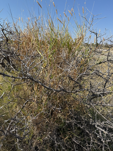 buffelgrass