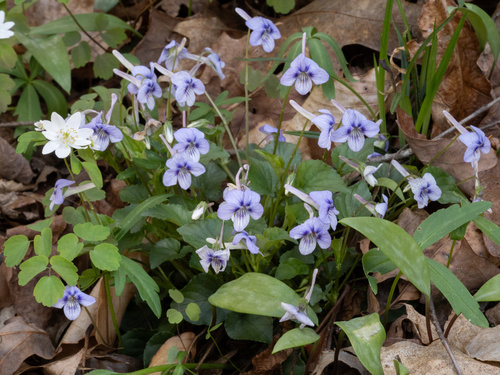 Viola rostrata, photograph 6
