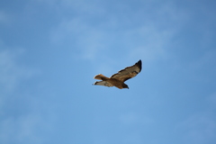 Buteo jamaicensis