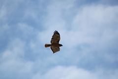 Buteo jamaicensis