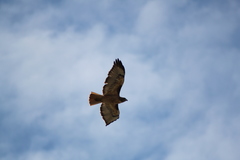 Buteo jamaicensis