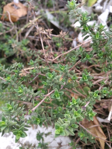 Thymus vulgaris