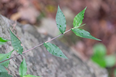 Oplismenus compositus