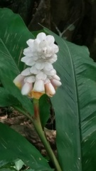 Alpinia hainanensis