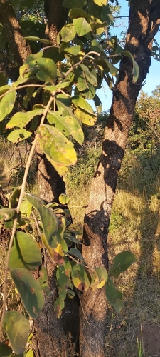 Velvet Bushwillow
