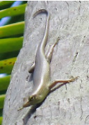 Lamprolepis