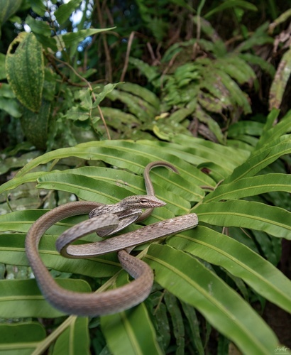 Ahaetulla fasciolata, 2026-06-25