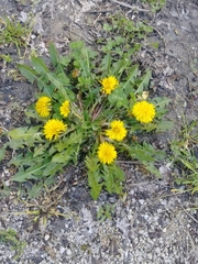 Taraxacum officinale