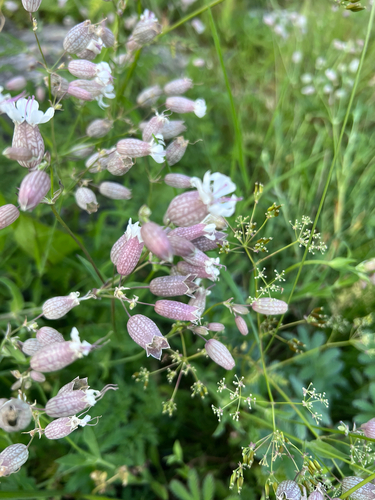 bladder campion