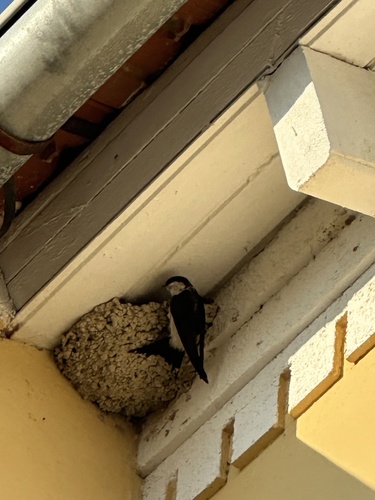 Western House Martin